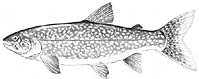 Lake Trout