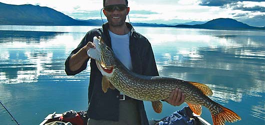 The Yukon features incredible northern pike fishing