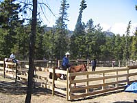 Women's Wellness Equine Therapy Weekends